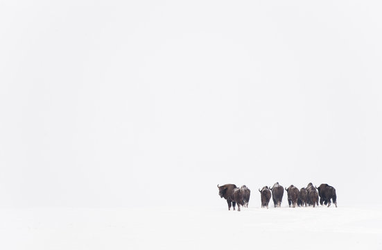 European bison herd in snow, Bialowieza National Park
