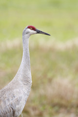 Sandhill Crane (Grus canadensis) standing in grassland, Kissimmee, Florida, USA