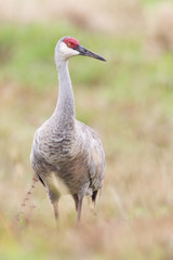 Sandhill Crane (Grus canadensis) standing in grassland, Kissimmee, Florida, USA