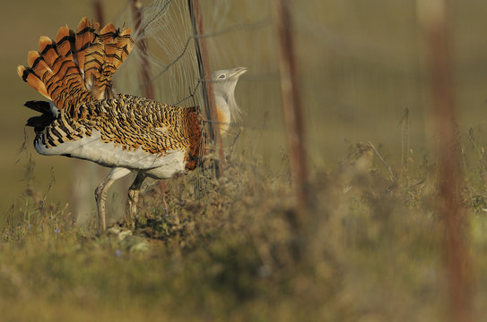 Male Great bustard (Otis tarda) caught in fence whilst displaying at a lek, La Serena, Extremadura, Spain, April 2009. Commended in THE WORLD IN OUR HANDS category, 2012 WILDLIFE PHOTOGRAPHER OF THE YEAR COMPETITION (WPY)
