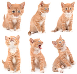 ginger kitten