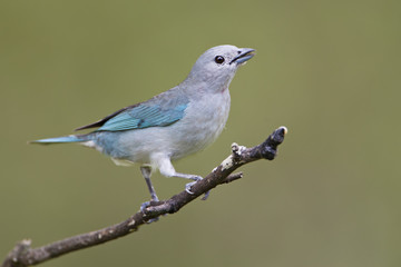 Sayaca Tanager (Thraupis sayaca) on branch in garden, Itanhaem, Brazil