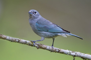 Sayaca Tanager (Thraupis sayaca) on branch in garden, Itanhaem, Brazil
