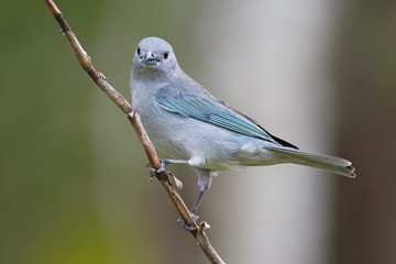 Sayaca Tanager (Thraupis sayaca) on branch in garden, Itanhaem, Brazil