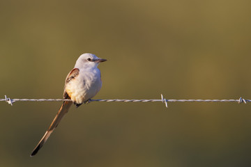 Scissor-tailed flycatcher (Tyrannus forficatus) on barbwire, Brazoria NWR, Texas, USA