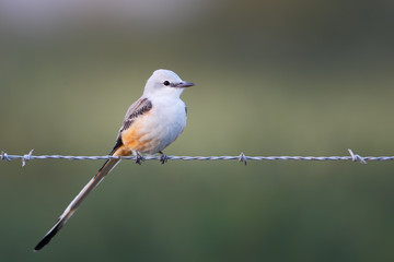 Scissor-tailed flycatcher (Tyrannus forficatus) on barbwire, Brazoria NWR, Texas, USA