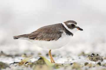 Semipalmated plover (Charadrius semipalmatus) on the beach, Curry Hammock State Park, Florida, USA