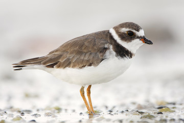 Semipalmated plover (Charadrius semipalmatus) on the beach, Curry Hammock State Park, Florida, USA