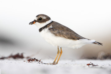 Semipalmated plover (Charadrius semipalmatus) on the beach, Curry Hammock State Park, Florida, USA
