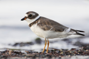 Semipalmated plover (Charadrius semipalmatus) on the beach, Curry Hammock State Park, Florida, USA