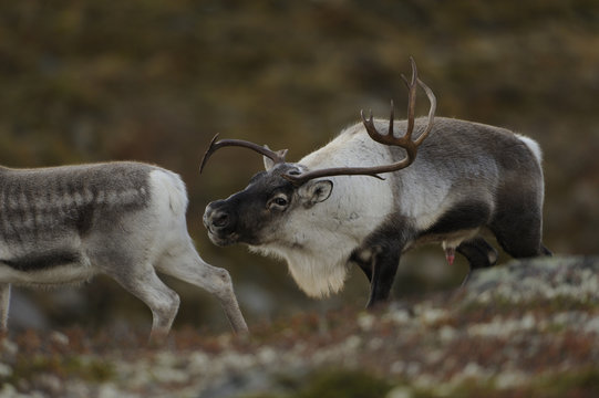 Reindeer (Rangifer tarandus) male sniffing at female in oestrus, Forollhogna National Park, Norway, September 2008