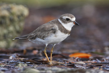 Semipalmated plover (Charadrius semipalmatus) on the beach, Curry Hammock State Park, Florida, USA