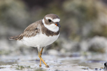 Obraz premium Semipalmated plover (Charadrius semipalmatus) on the beach, Curry Hammock State Park, Florida, USA