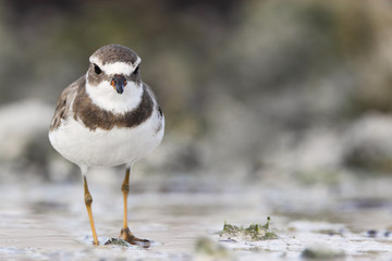 Semipalmated plover (Charadrius semipalmatus) on the beach, Curry Hammock State Park, Florida, USA