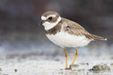 Semipalmated plover (Charadrius semipalmatus) on the beach, Curry Hammock State Park, Florida, USA