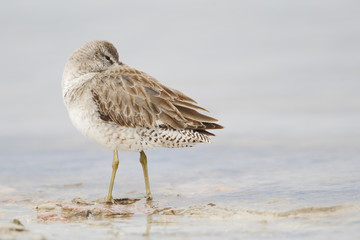 Short-billed Dowitcher (Limnodromus griseus) sleeping on beach, Fort De Soto Park, Tierra Verde, Florida, USA