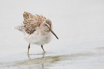 Short-billed Dowitcher (Limnodromus griseus) shaking its feathers while standing in water, Florida, USA
