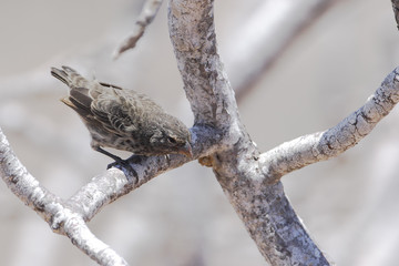 Small ground finch (Geospiza fuliginosa) on branch, North Seymour, Galapagos Islands