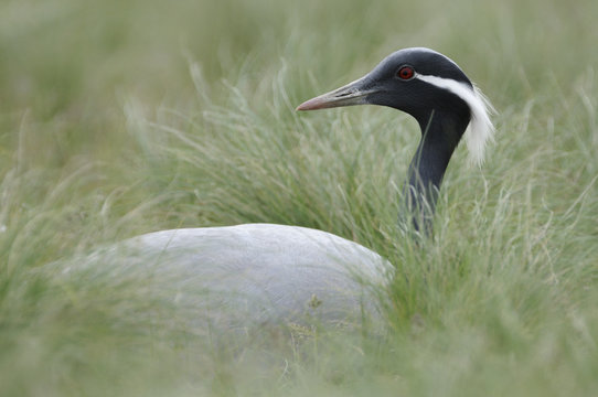 Demoiselle crane (Anthropoides virgo) sitting at nest site, steppe of Cherniye Zemly (Black Earth) Nature Reserve, Kalmykia, Russia, April 2009