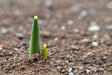 Plant grows from the ground. Snowdrops first flowers that blossom after a long winter. announcement of spring. New life occurs in spring