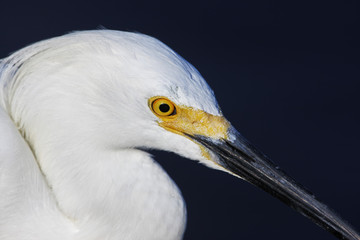 Snowy Egret (Egretta thula) portrait, Ding Darling NWR, Florida, USA