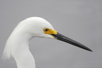 Snowy Egret (Egretta thula) head portrait, Merritt Island NWR, Florida, USA
