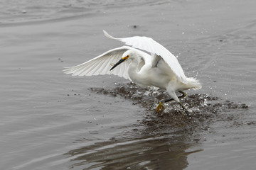 Snowy Egret (Egretta thula) catching a small fish, Merritt Island NWR, Florida, USA