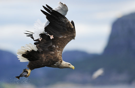 White tailed sea eagle (Haliaeetus albicilla) with fish prey being attacked by Great black-backed gull (Larus marinus) Flatanger, Norway. August 2008.WWE Mission: Sea eagles of Norway  UNAVAILABLE FOR COMMERCIAL USE WITHOUT PRIOR CONSENT