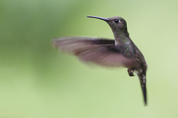 Sombre Hummingbird (Aphantochroa cirrochloris) flying against clean background, Itanhaem, Brazil