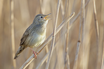 Obraz premium Common grasshopper warbler (Locustella naevia) singing in reed, Netherlands