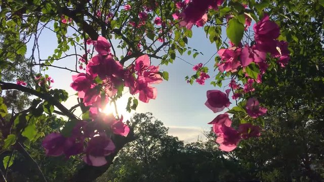 Pink Flowers on the Tree Against Sun and Blue Sky in the Park. Slowmotion Floral HD Background.