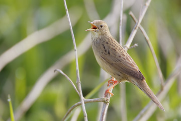 Common grasshopper warbler (Locustella naevia) singing in reed, Netherlands