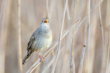 Common grasshopper warbler (Locustella naevia) singing in reed, Netherlands