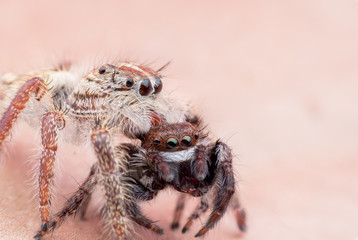 Super macro female Hyllus diardi or Jumping spider with prey