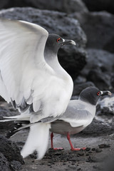 Swallow-tailed Gull copulating, South Plaza, Galapagos Islands