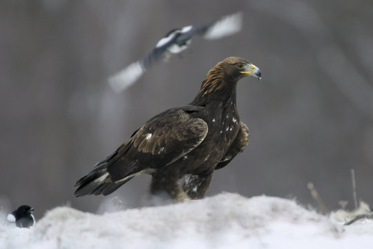 Golden Eagle (Aquila chrysaetos) perched on snow with Magpies in the background. Bieszczady, Carpathian Mountains, Poland, December.