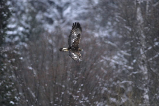 Golden Eagle (Aquila chrysaetos) in flight. Bieszczady, Carpathian Mountains, Poland, December.