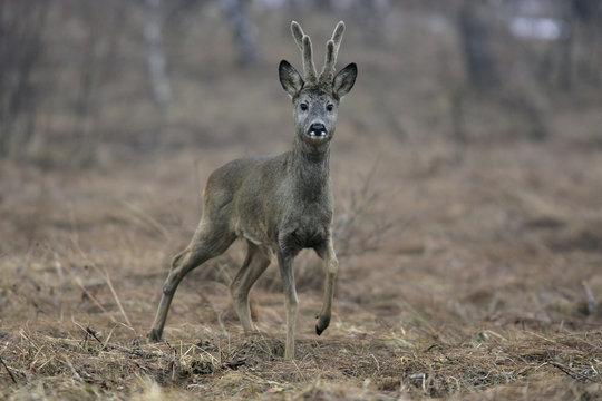 Roe Deer (Capreolus capreolus) walking across field. Bieszczady, Carpathian Mountains, Poland, March.