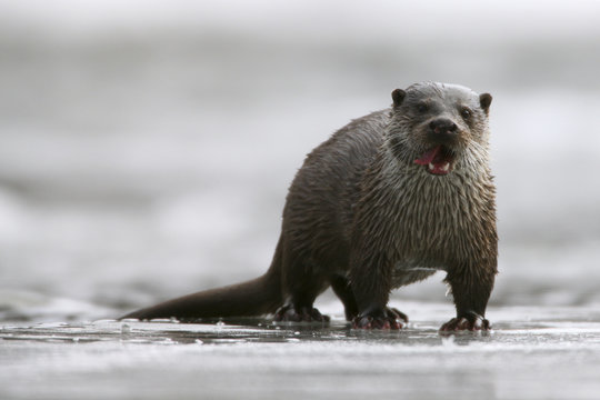 Eurasian Otter (Lutra lutra) on ice licking its lips. Bieszczady, Carpathian Mountains, Poland, February.