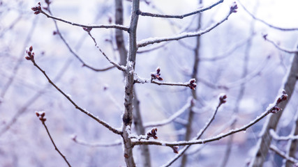 Fototapeta na wymiar winter snowed tree branch in nature useful for background