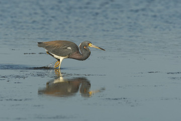 Tricolored heron (Egretta tricolor) walking in shallow water, Ding Darling NWR, Florida, USA