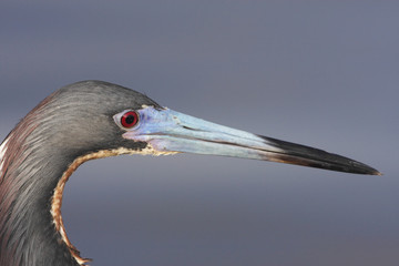 Tricolored heron (Egretta tricolor) portrait, Ding Darling NWR, Florida, USA