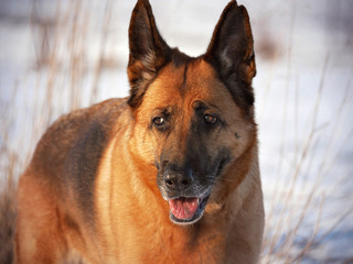 Der Deutsche Schäferhund im Winterglück