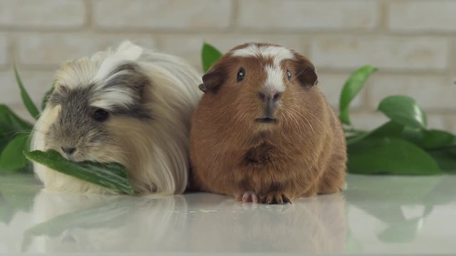One guinea pig eating cucumber and second thought stock footage video