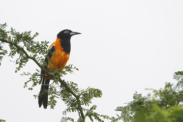 Troupial (Icterus icterus) sitting on branch, Cabo Rojo Salt Flats, Puerto Rico