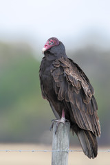 Turkey Vulture (Cathartes aura) on fence post, Florida, USA