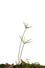 sedge isolate on white.The flow of the plant.