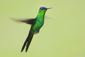 Violet-capped woodnymph (Thalurania glaucopis) flying in mid-air, Itanhaem, Brazil