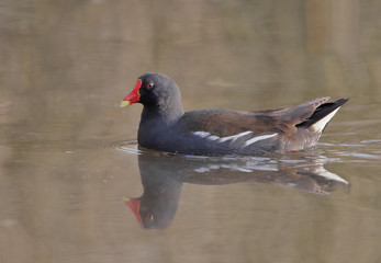 Common moorhen (Gallinula chloropus) swimming in water, Netherlands