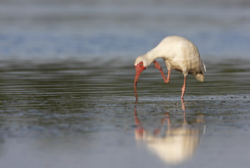 American White Ibis (Eudocimus albus) foraging in water, Curry Hammock State Park, Florida, USA